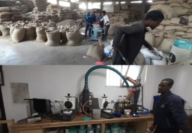 Ethiopian Red Cheery Bean & International Market: Sidama-Oromia coffee